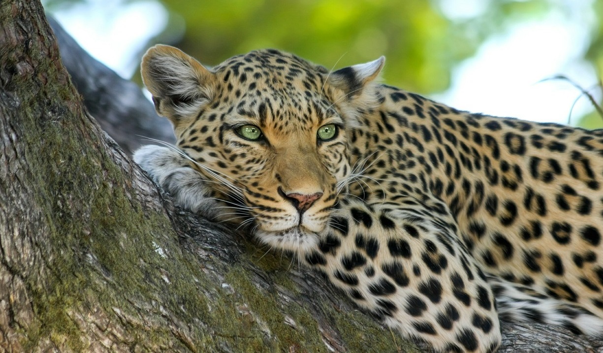 leopard-515509_1280