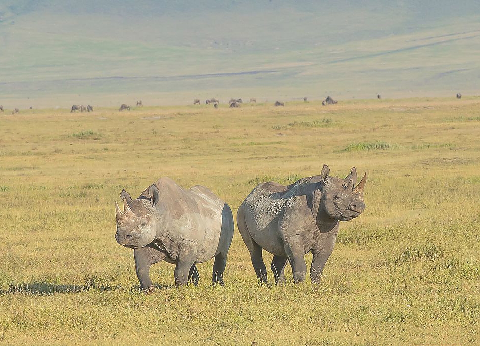 Rhinos_in_Ngorongoro_950_684shar-50brig-20_c1