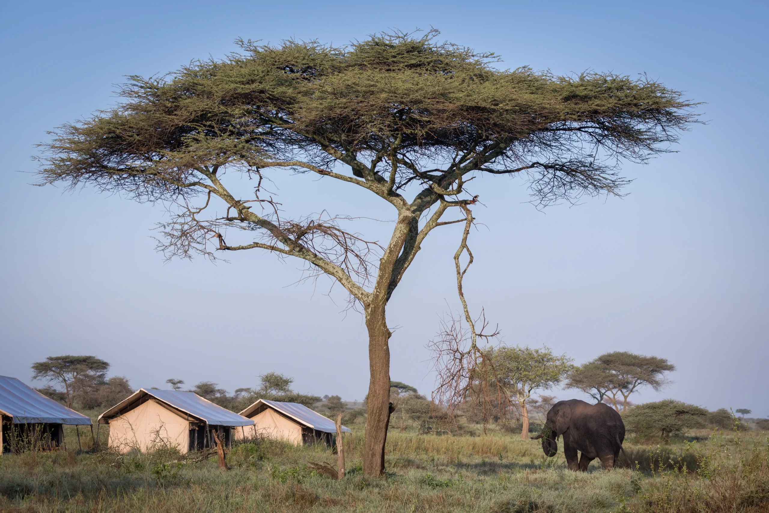 MaweCampSerengetiNov2024LD-25-scaled