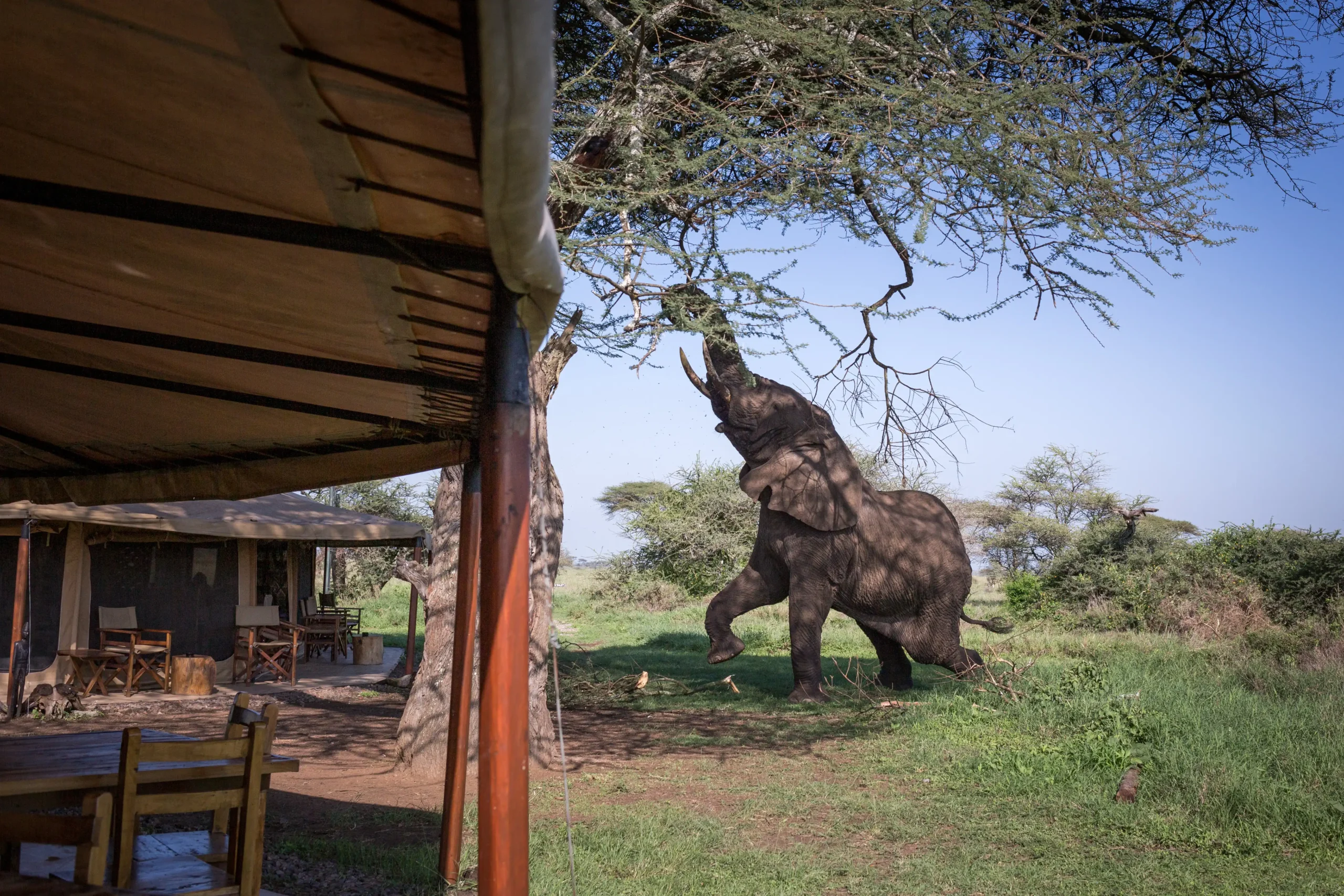 MaweCampSerengetiNov2024LD-34-scaled