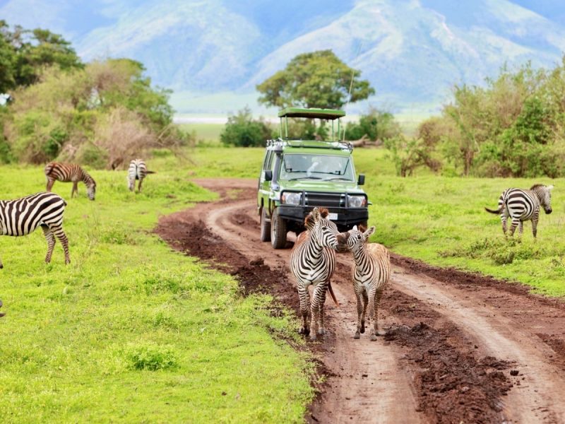 Game drive. Safari car on game drive with animals around, Ngorongoro crater in Tanzania.